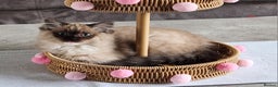 Ragdoll cats for sale: Gorgeous Ragdoll - Advert 2