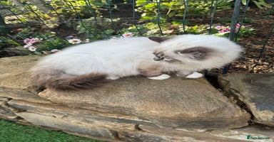 Ragdoll cats - Advert 1