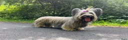 Skye Terrier dogs for sale: KC Reg Skye Terrier Cream puppies  - Advert 16