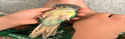 Conures birds for sale: Ready Now: Hand-Reared Baby Conures - Advert 8