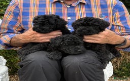 Kerry Blue Terrier dogs for sale: Kerry blue terrier puppies - Image 3