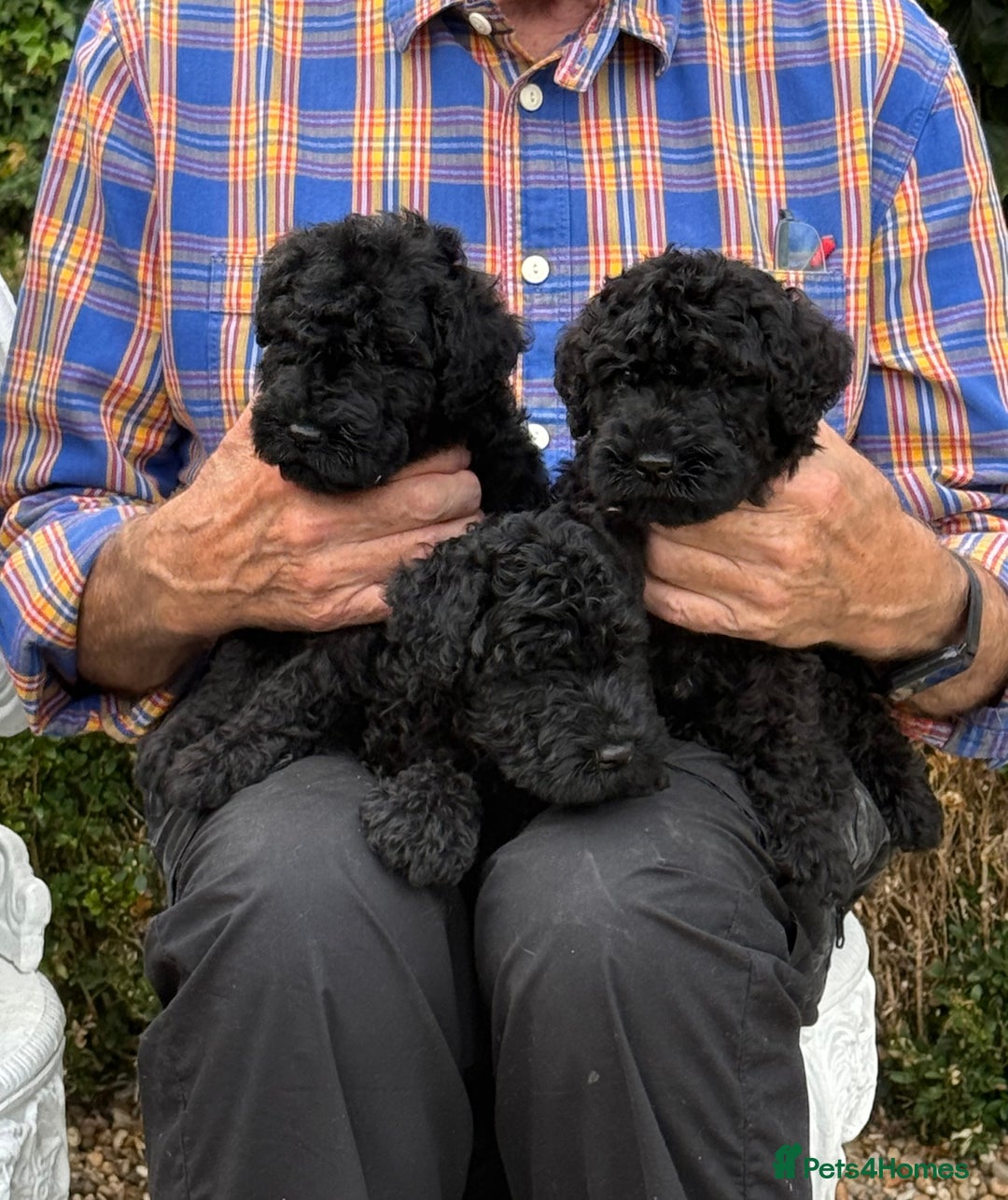 Kerry Blue Terrier dogs for sale: Kerry blue terrier puppies - Image 3