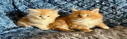 Maine Coon cats for sale: 2 Adorable Maine Coon Kittens TICA reg.  - Advert 5