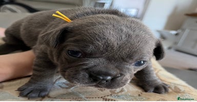 French Bulldog dogs - Advert 16