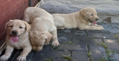 Labrador Retriever dogs - Advert 3