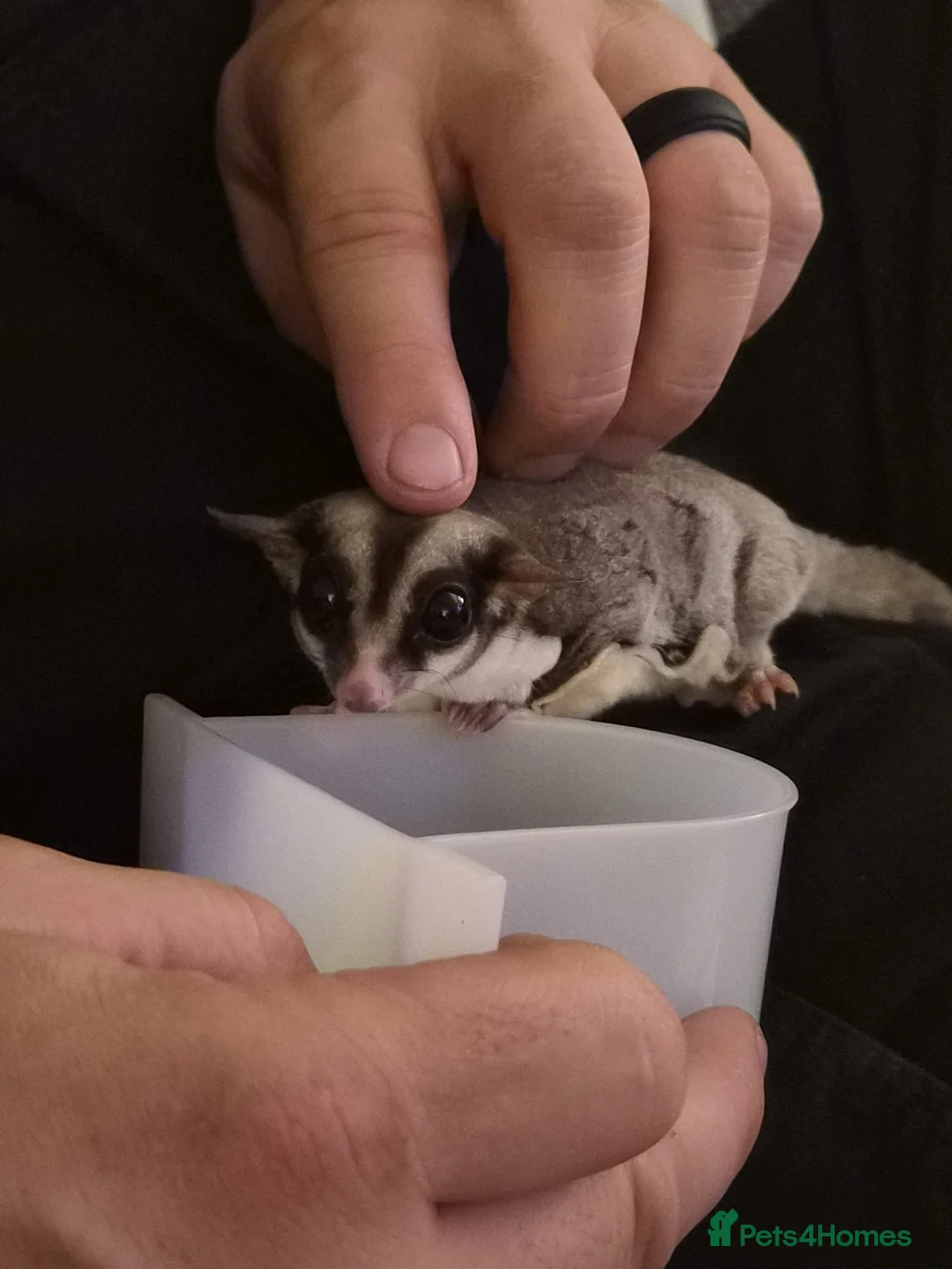 Sugar Glider rodents for sale: 2 Female Sugar Gliders Beryl & Petal in Maldon - Advert 2