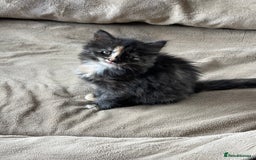 British Longhair cats for sale: Maincoon x British Long haired kitten.  - Image 5
