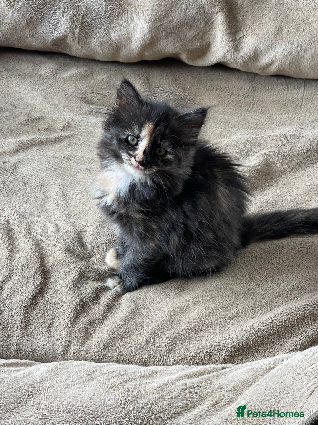 British Longhair cats for sale: Maincoon x British Long haired kitten.  - Image 5