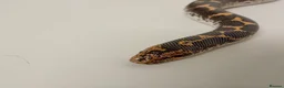 Boa Snake reptiles for sale: Beautiful, Juvenile, Captive-Bred Kenyan Sand Boas - Advert 13