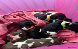 English Springer Spaniel dogs for sale: Gorgeous marked English Springer Spaniel pups  - Image 11