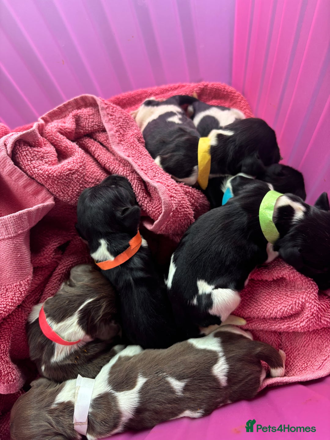 English Springer Spaniel dogs for sale: Gorgeous marked English Springer Spaniel pups  - Image 11