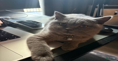 British Shorthair cats - Advert 3