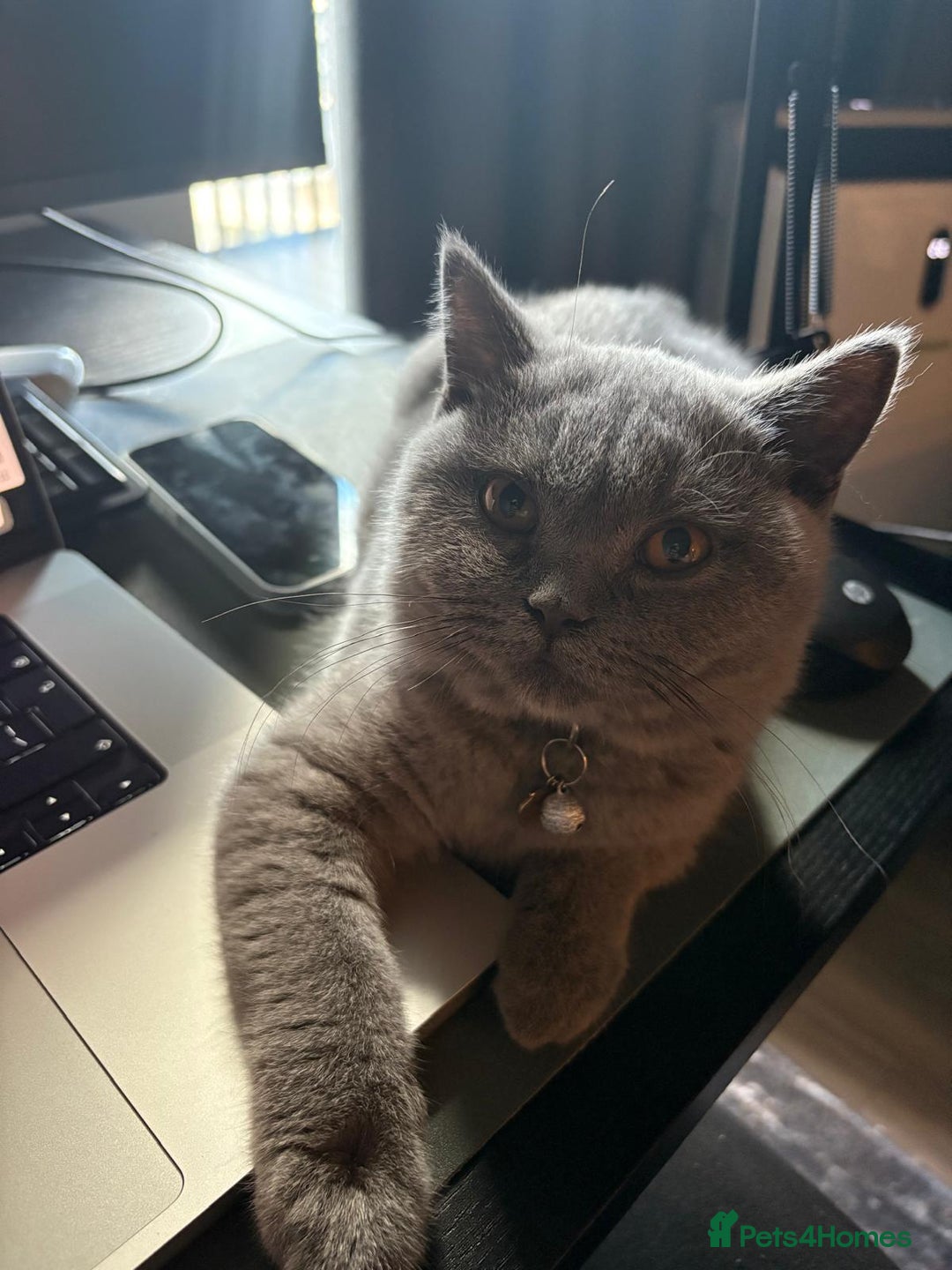 British Shorthair cats for sale: Blue British shorthair girl 4 months  - Image 3