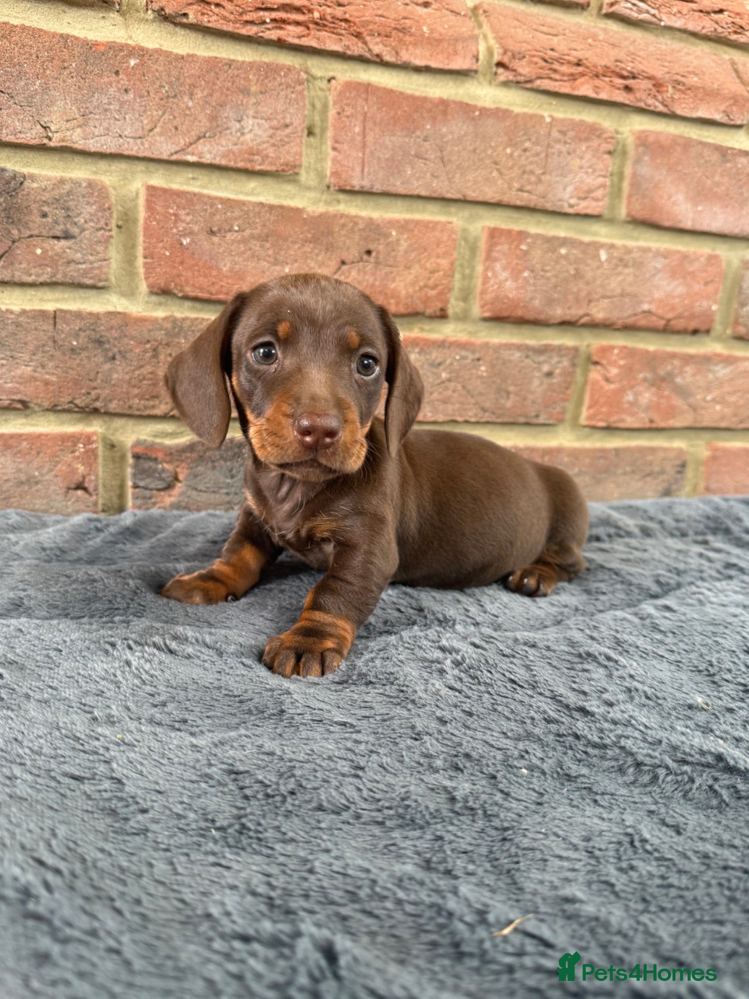 Miniature Dachshund dogs Mini dachshunds  - Advert 6
