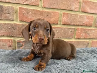 Miniature Dachshund dogs Mini dachshunds - Advert 6