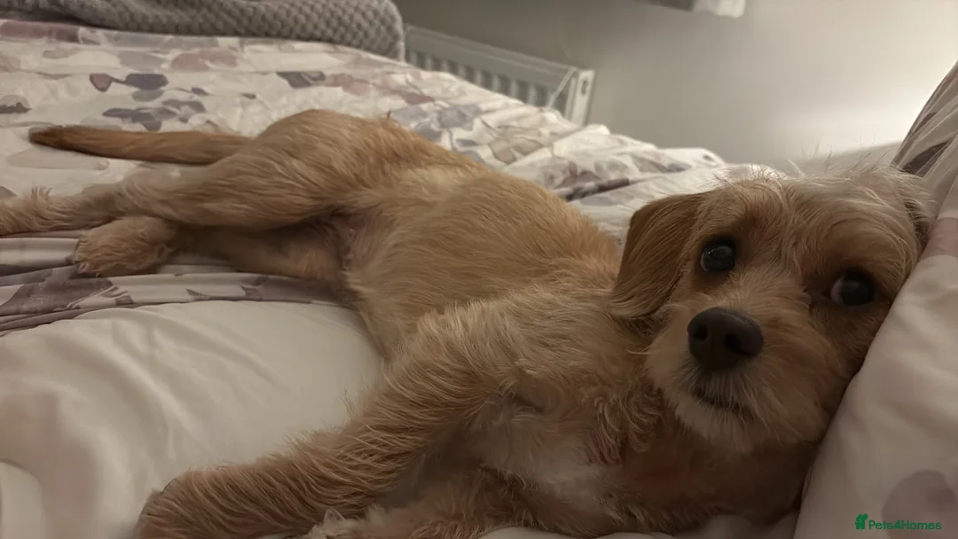Mixed Breed dogs for sale: Bonnie✨ mixed breed puppy for rehome in Chester - Advert 8