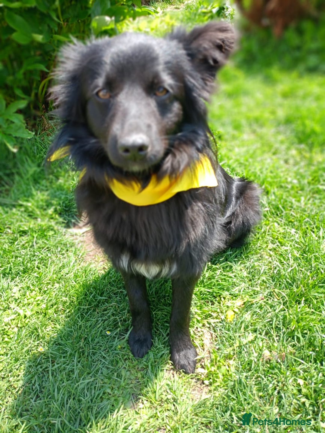 Mixed Breed dogs for adoption: 💖🐶 LILU JET 🐶💖 - Image 8