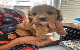 Cavapoo dogs for sale: Cavapoo puppies  - Image 11