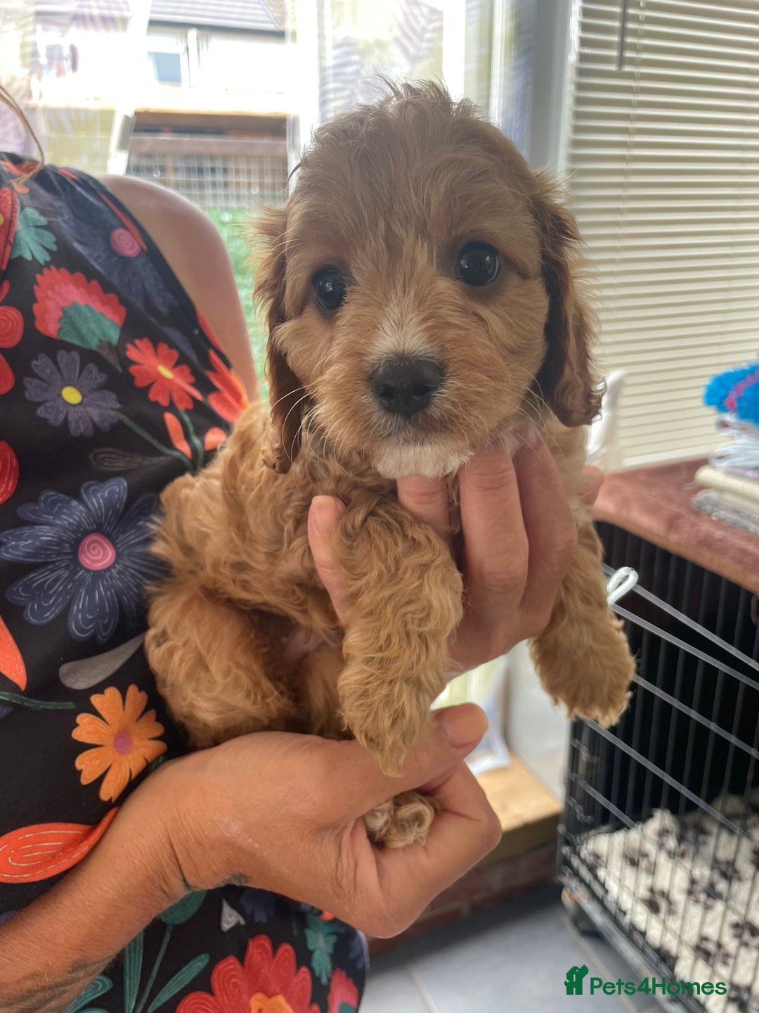 Cavapoo dogs for sale: Cavapoo puppies  - Image 11