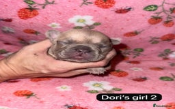 French Bulldog dogs for sale: Beautiful chunky French Bulldogs - Image 8
