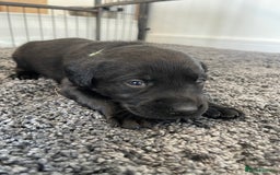 Labrador Retriever dogs for sale: Beautiful KC Black Female Pups  - Image 14