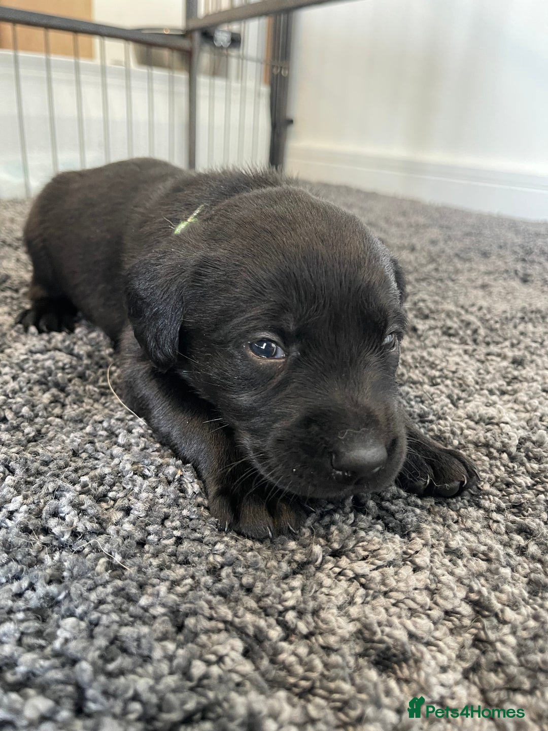 Labrador Retriever dogs for sale: Beautiful KC Black Female Pups  - Image 14