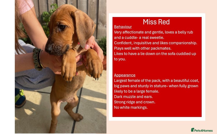 Rhodesian Ridgeback dogs in Scunthorpe - Advert 1