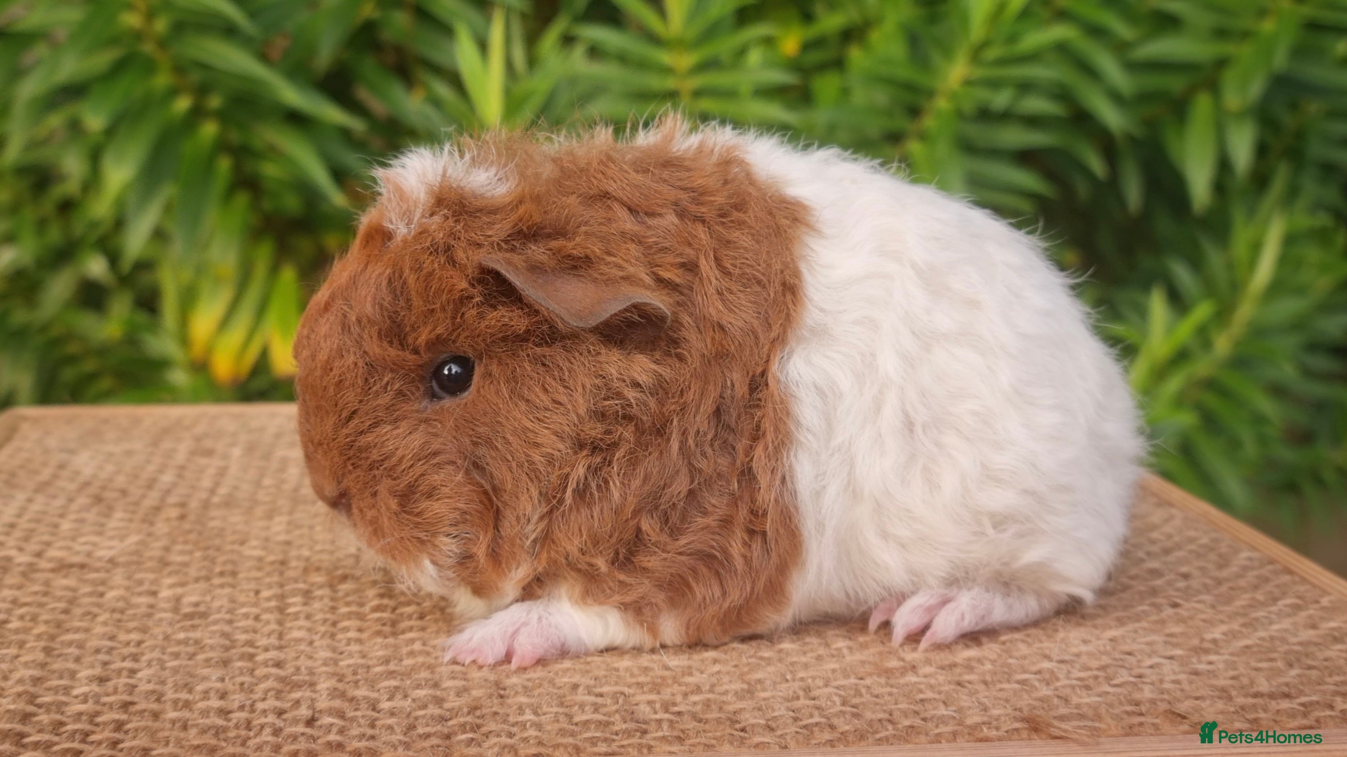 Guinea Pig rodents Sheltie Boar & Texel Sows - Advert 1