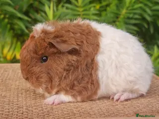 Guinea Pig rodents Sheltie Boar & Texel Sows - Advert 18