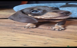 Dachshund dogs for sale: *Beautiful girl ready for her new home * - Image 2