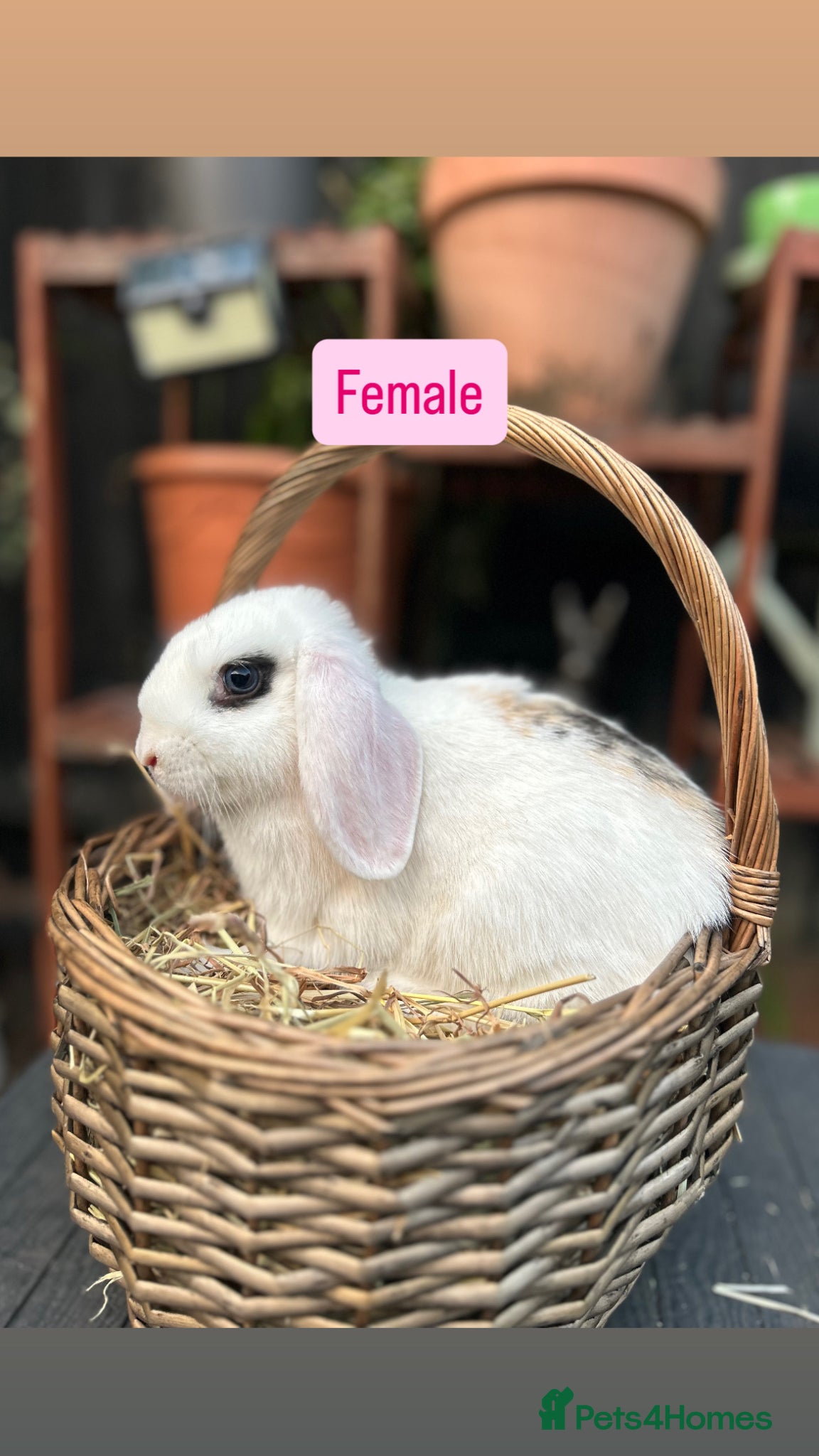 Mini Lop rabbits Mini Lop Baby Rabbits (Ready To Leave Now) - Advert 13
