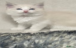 Ragdoll cats for sale: Premium Ragdoll Kittens  Beautiful TICA Registered - Image 13