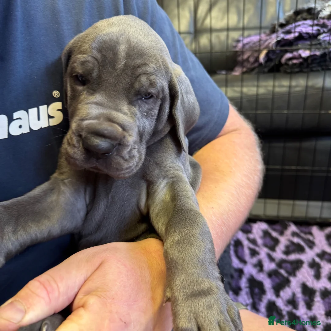 Great Dane dogs for sale: Gorgeous blue KC Great Danes.Ready now! - Advert 2