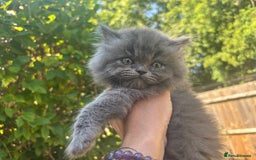 Persian cats for sale: Persian Ragdoll Kittens  - Image 27