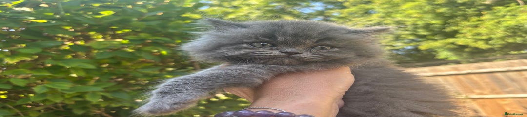 Grey Boy