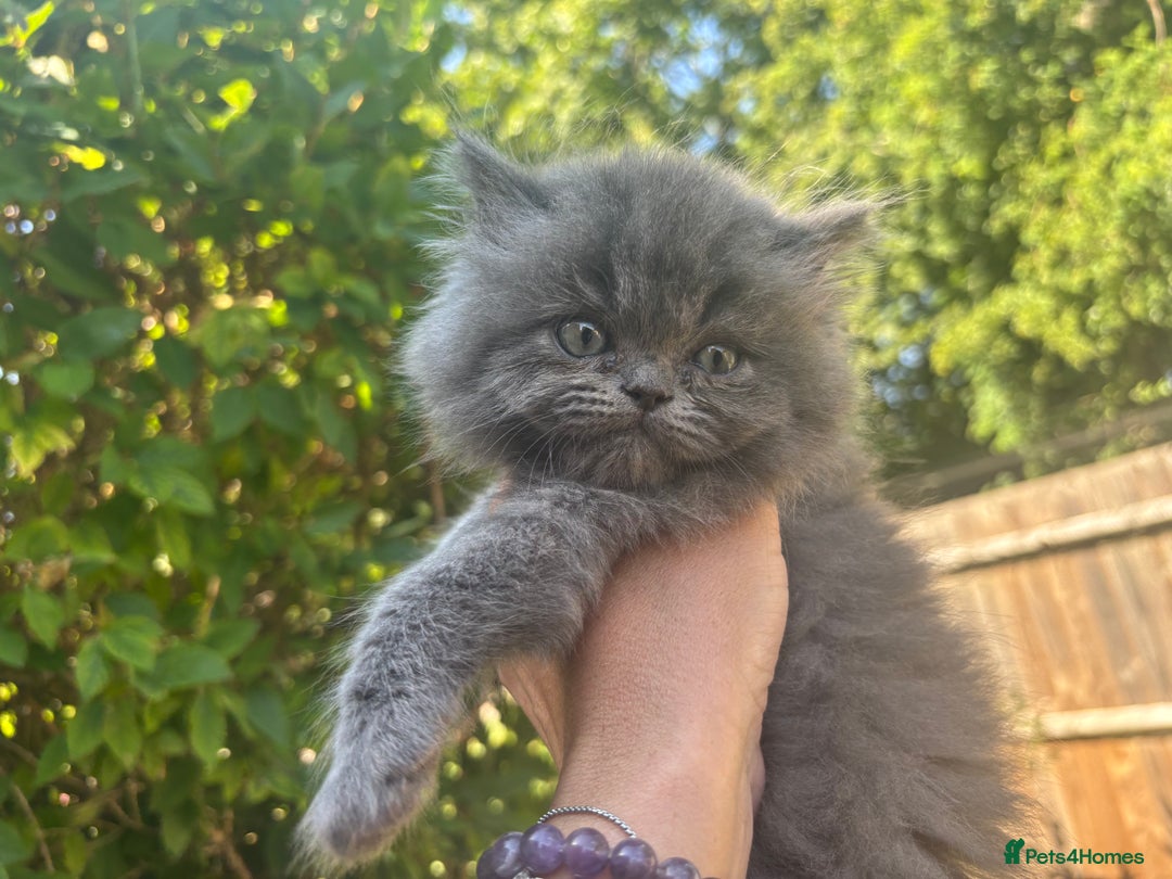 Persian cats for sale: Persian Ragdoll Kittens  - Image 27
