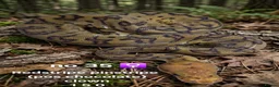 Python Snake reptiles for sale:  Various ball pythons  - Advert 5