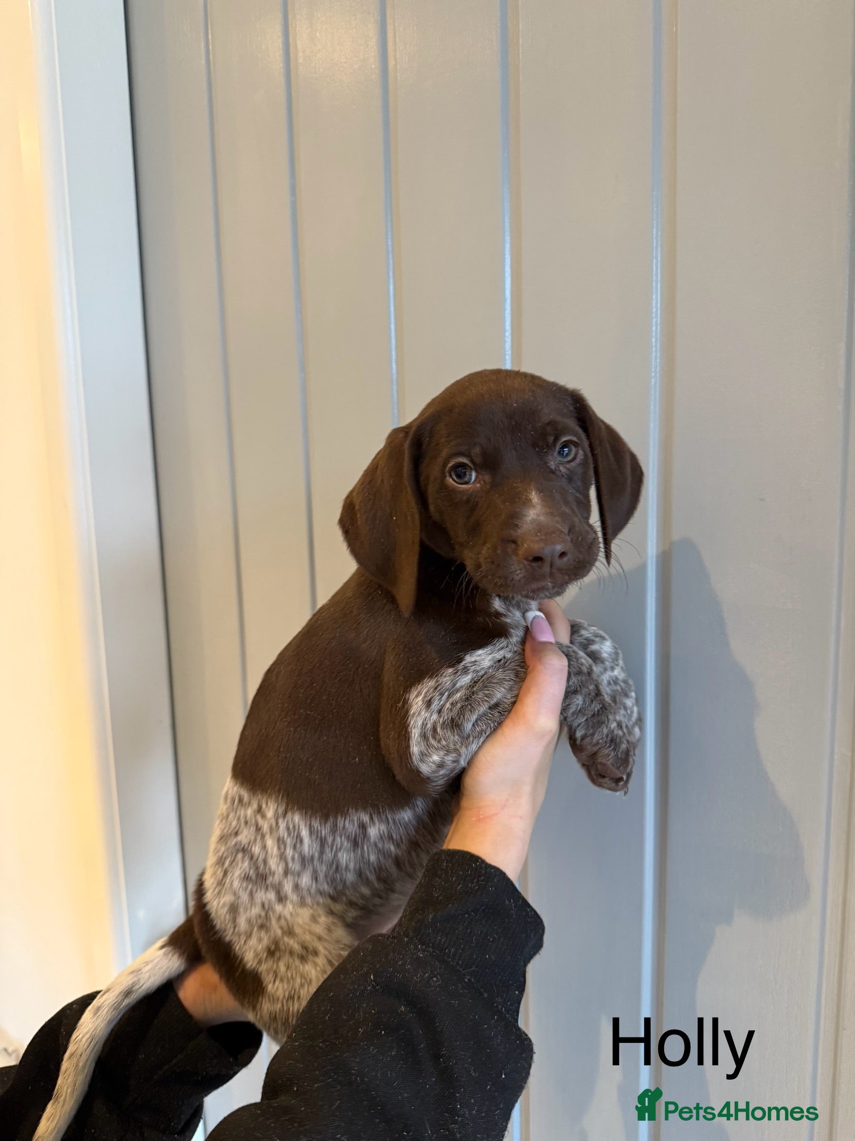 German Shorthaired Pointer dogs 🌼German shorthaired pointer puppies 🌼 - Advert 1
