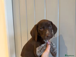 German Shorthaired Pointer dogs 🌼German shorthaired pointer puppies 🌼 - Advert 7
