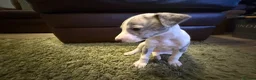 Whippet dogs for sale: KC Registered Whippet Puppies – Home Reared, - Advert 12