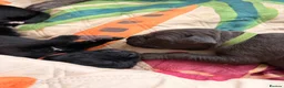 Cane Corso dogs for sale: Cane corso puppies for sale - Advert 17