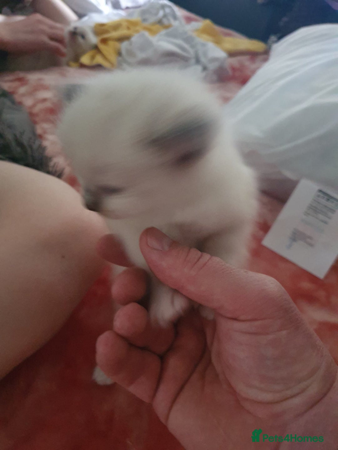 Ragdoll cats for sale: 3 ragdoll kittens forsale - Image 2