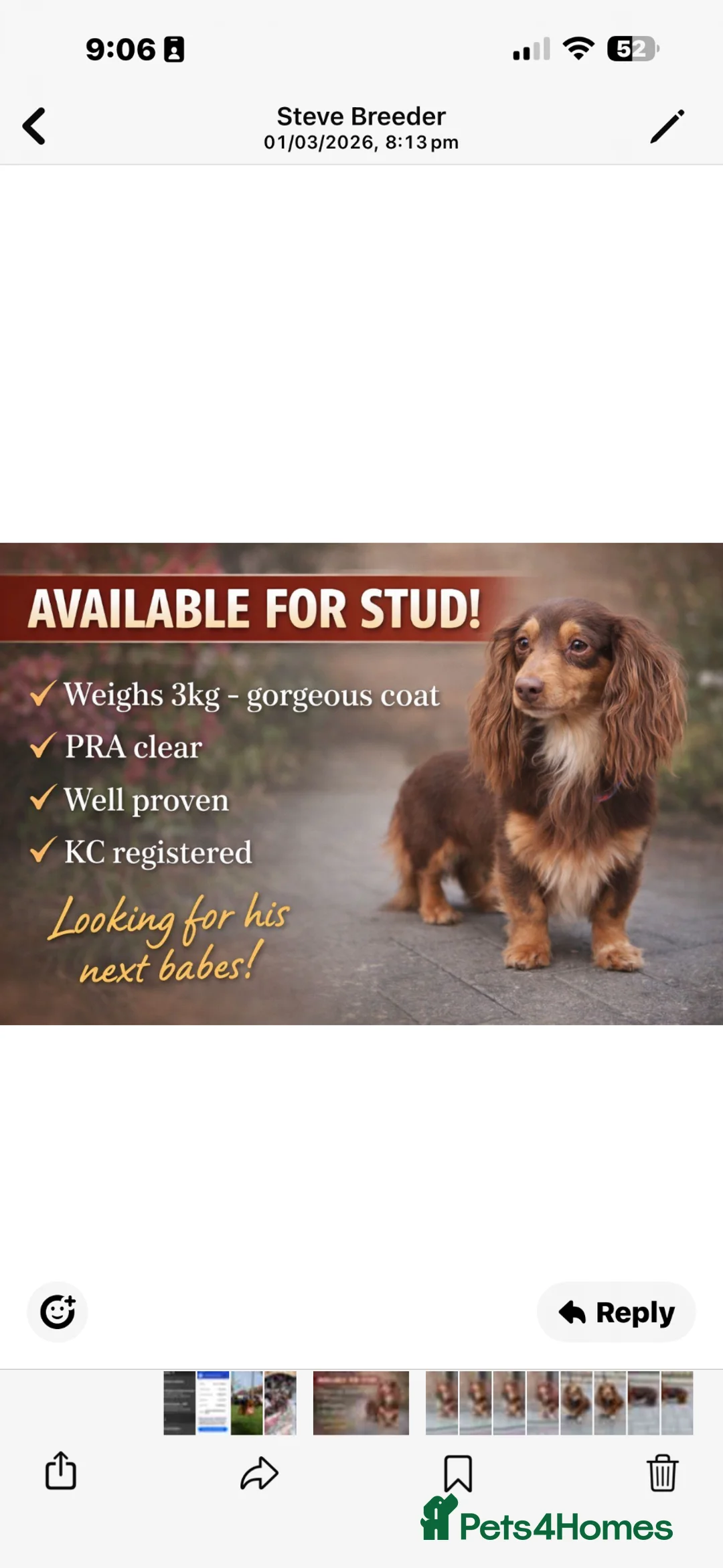 Dachshund dogs for sale: Miniature fluffy dauchand - Advert 6