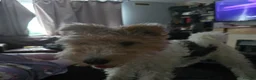 Fox Terrier dogs for sale: 2 year old fox terrier for sale in Walsall - Advert 7