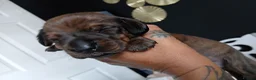 Miniature Dachshund dogs for sale: MINI DACHSHUND PUPS. PRA CLEAR.  - Advert 17