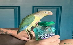 Conures birds for sale: Green x peach connure female 8 months old  - Image 1