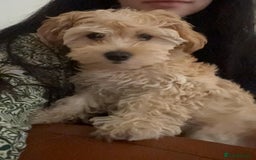 Maltipoo dogs for sale: Maltipoo puppy - 14 wks  - Image 8