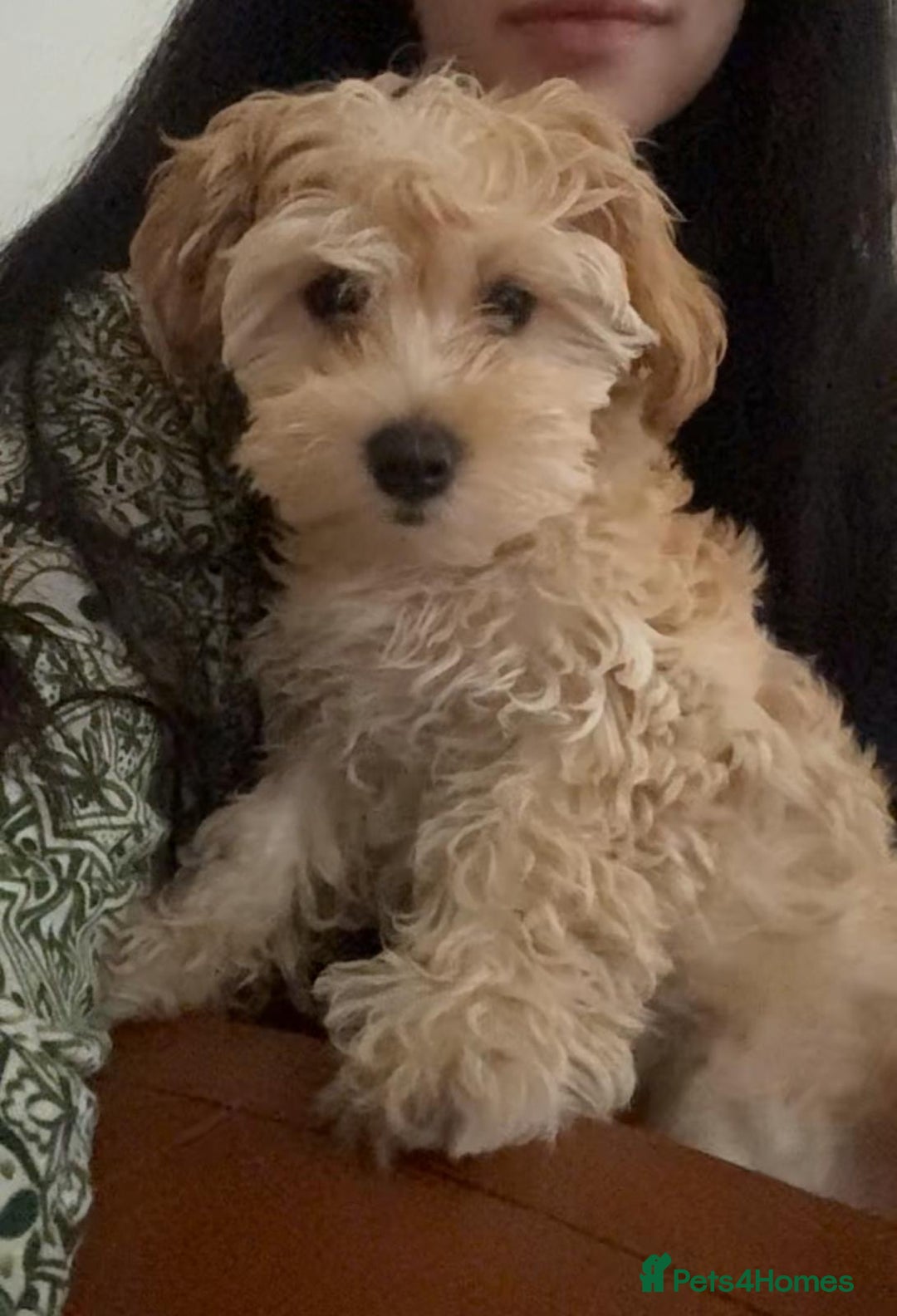 Maltipoo dogs for sale: Maltipoo puppy - 14 wks  - Image 8