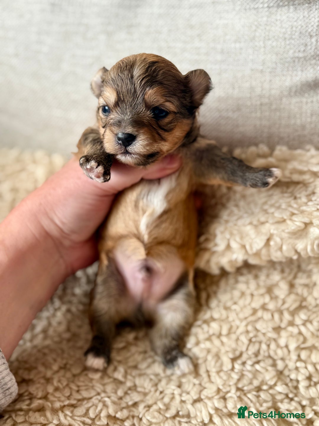 Chorkie dogs for sale: Chorkie (x2 Boys) - Image 14