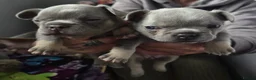 French Bulldog dogs for sale: Micro french bulldog puppies  - Advert 10